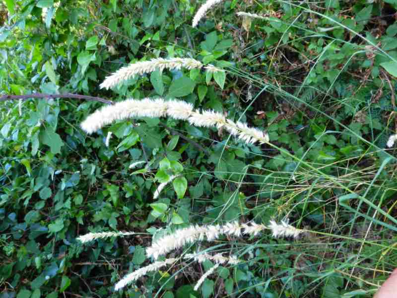 Melica ciliata subsp. magnolii / Melica barbata